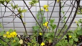 菜の花