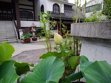 6.20「笹寺の蓮」