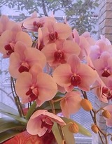 胡蝶蘭