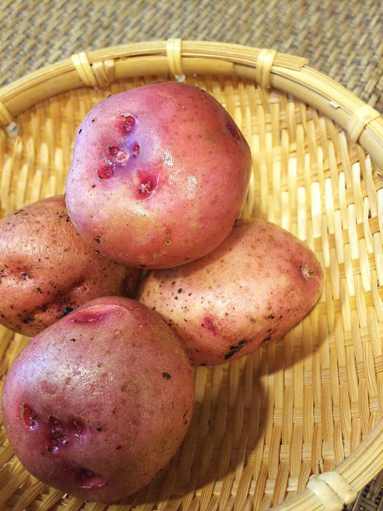 イメージ 8