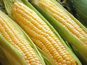 料理（料理）に関するWebメディア