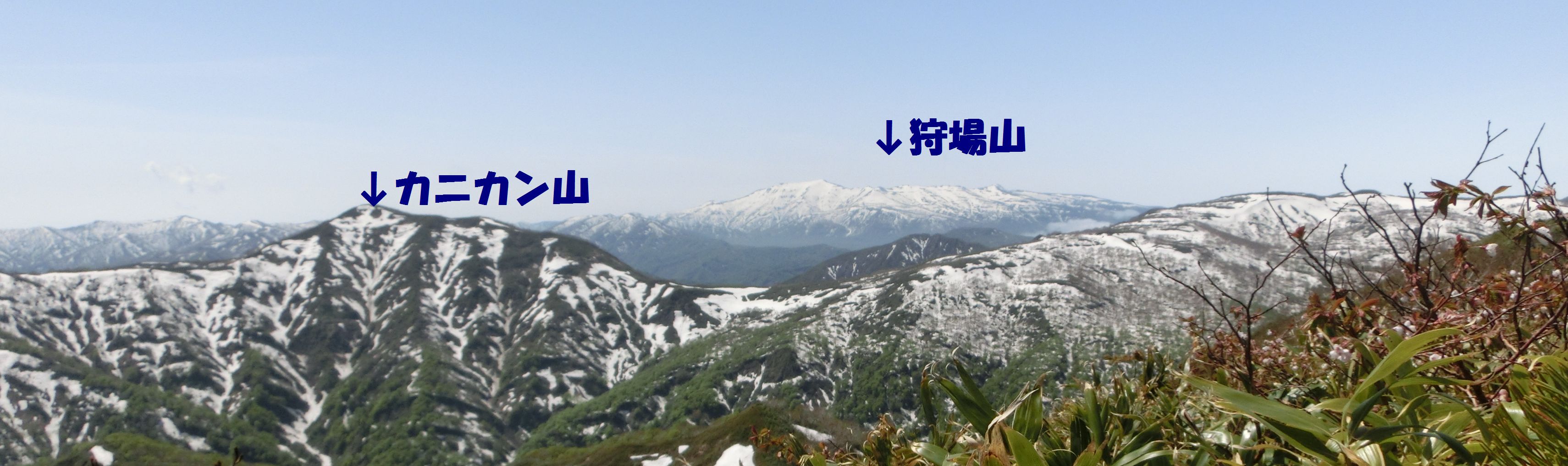 長万部岳（972.4m） 山開きでした。2014.5.25 チングルマのまわりで