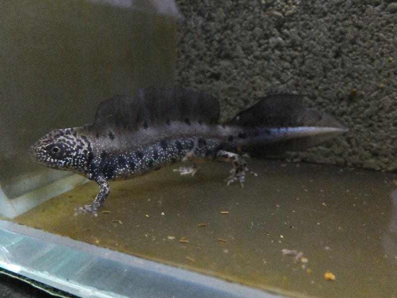 ダニューブクシイモリのその後 : 爬虫類ライフ