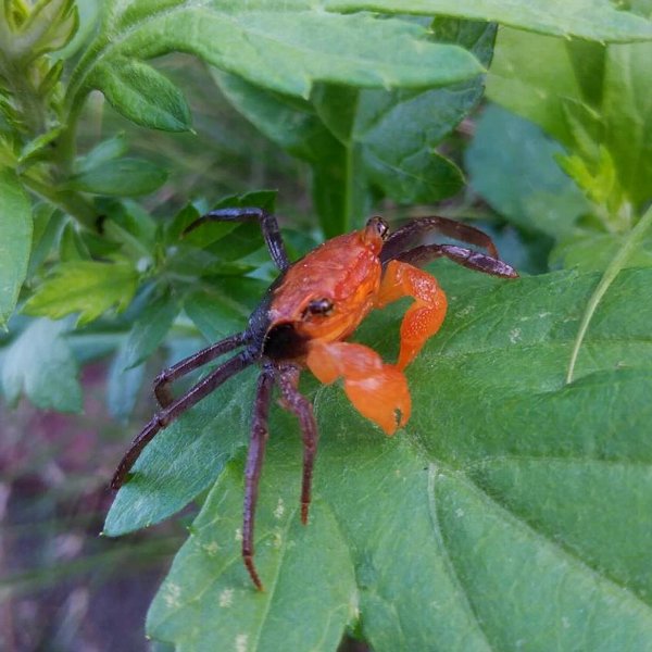 タイ産 ハーフオレンジバンパイアクラブ 爬虫類ライフ タイ産 ハーフオレンジバンパイアクラブ 爬虫類ライフ