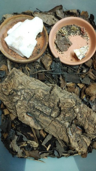 モンテネグロダンゴムシ飼育セット 爬虫類ライフ モンテネグロダンゴムシ飼育セット 爬虫類ライフ