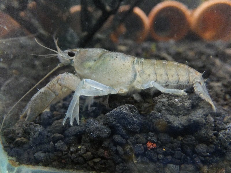 爬虫類ライフ 甲殻類 爬虫類ライフ 甲殻類