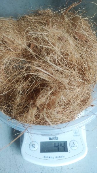生存率up場ザリガニベビー足場兼シェルター メダカ産卵場 金魚産卵場 爬虫類ライフ 生存率up場ザリガニベビー足場兼シェルター メダカ産卵場 金魚産卵場 爬虫類ライフ