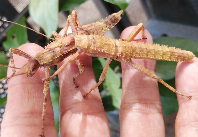 【♀】トゲアシフトナナフシオバケフトナナフシコノハムシ昆虫標本 ♀】トゲアシフトナナフシオバケフトナナフシコノハムシ昆虫標本