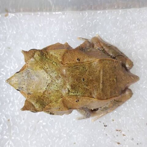 ミツヅノコノハガエル 爬虫類ライフ ミツヅノコノハガエル 爬虫類ライフ