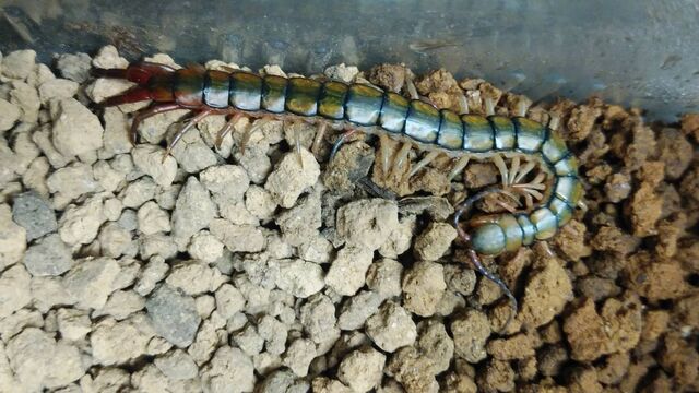 エジプシャンジュエルドセンチピード 爬虫類ライフ エジプシャンジュエルドセンチピード 爬虫類ライフ
