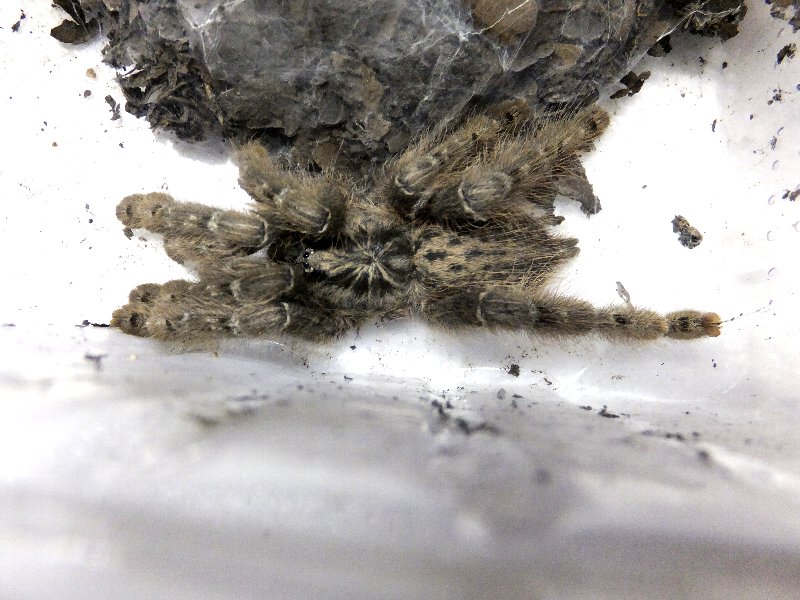 トーゴスターバーストタランチュラ 爬虫類ライフ トーゴスターバーストタランチュラ 爬虫類ライフ