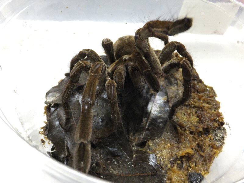 ゴライアスバードイーターXLサイズ : 爬虫類ライフ