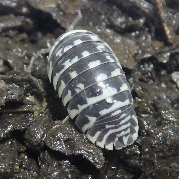 ワラジムシ＆ダンゴムシ リスト : 爬虫類ライフ