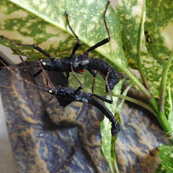 ブラックベルベット 爬虫類ライフ