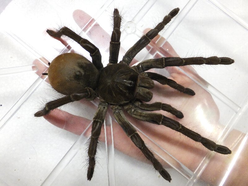 ゴライアスバードイーターXLサイズ : 爬虫類ライフ