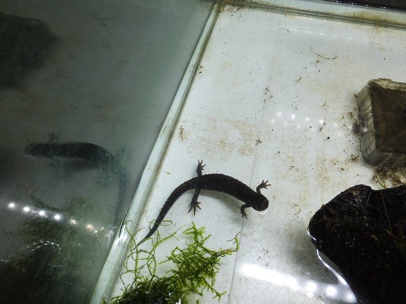 ホクオウクシイモリ 爬虫類ライフ