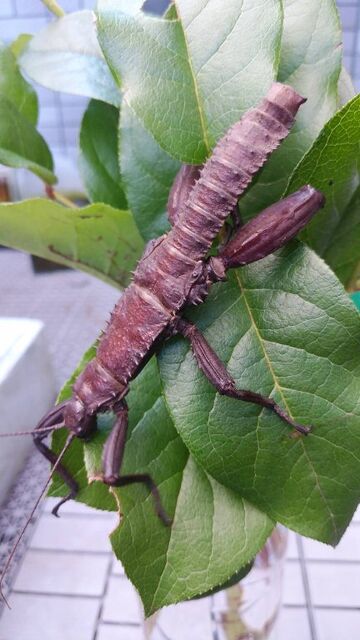 伝説の七節】ロードハウナナフシに酷似のトゲアシフトナナフシオバケ