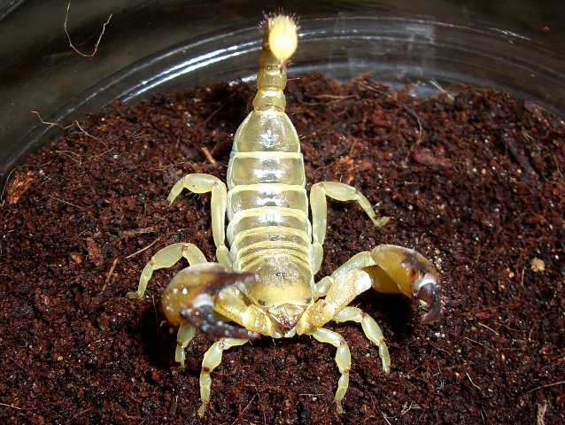 イスラエルゴールデンスコーピオンが手に入りました 爬虫類ライフ