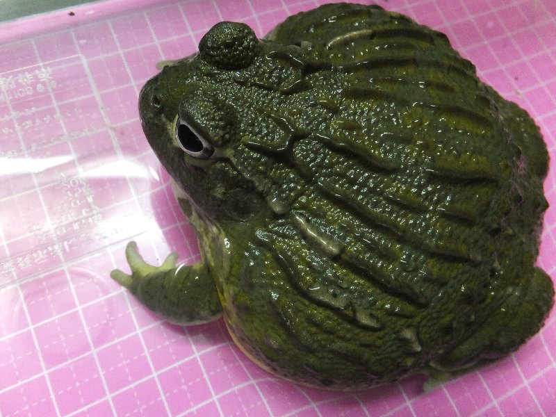 cb個体飼いこみアフリカウシガエル 爬虫類ライフ cb個体飼いこみアフリカウシガエル 爬虫類ライフ