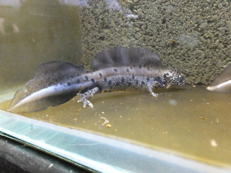 ダニューブクシイモリ