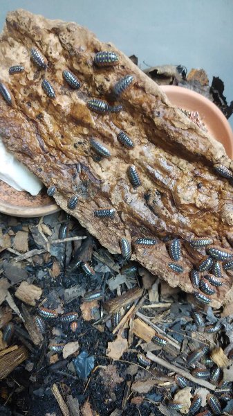 モンテネグロダンゴムシ飼育セット 爬虫類ライフ モンテネグロダンゴムシ飼育セット 爬虫類ライフ