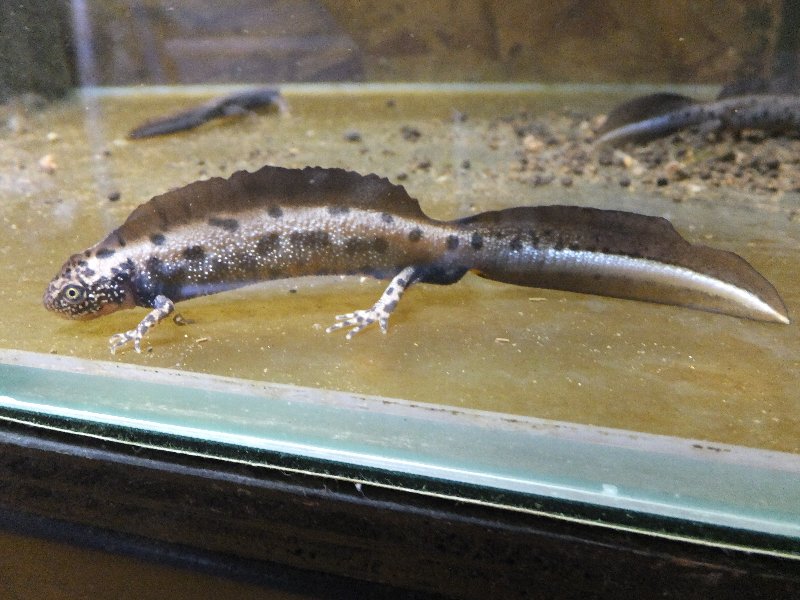 ダニューブクシイモリのその後 : 爬虫類ライフ