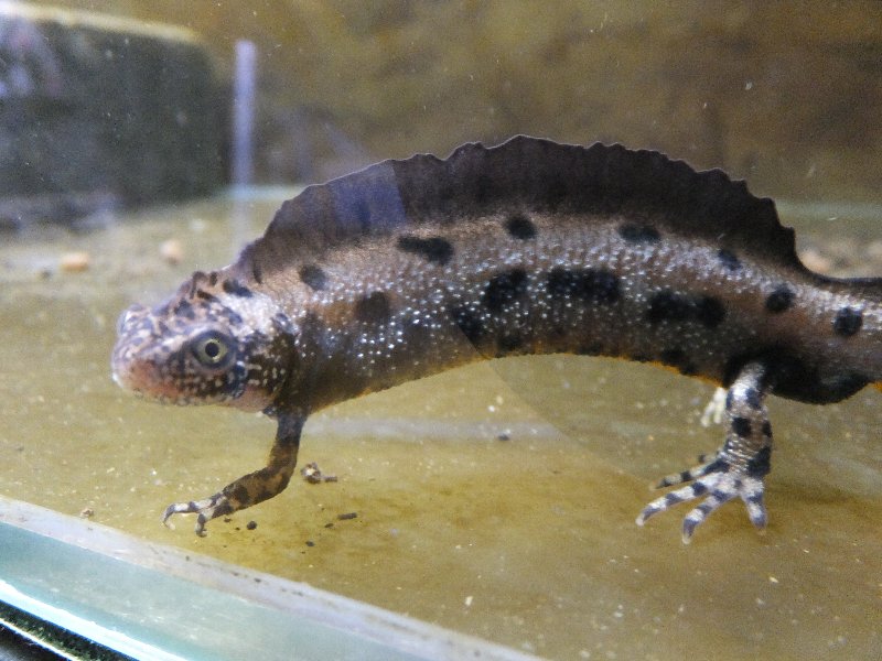 ダニューブクシイモリのその後 : 爬虫類ライフ