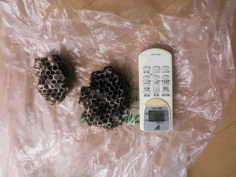 NCM_1109 (1)