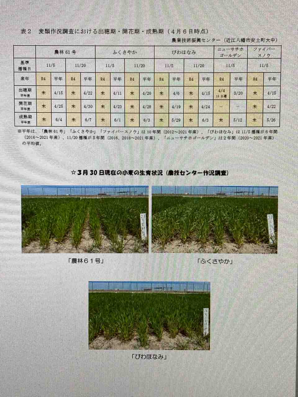 令和4年度 3年播 麦 生育情報no5がアップされています Jaグリーン近江tacのblog