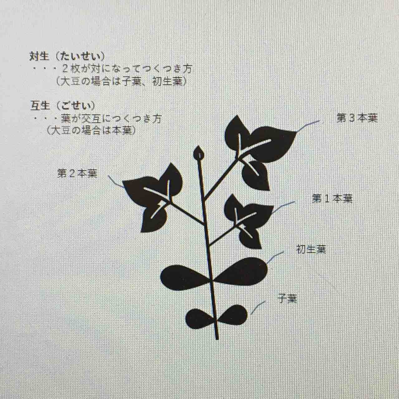 大豆の葉の数え方 知識 Jaグリーン近江tacのblog