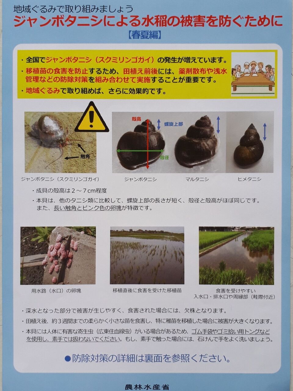 水稲 ジャンボタニシ防除対策 春夏編 Jaグリーン近江tacのblog