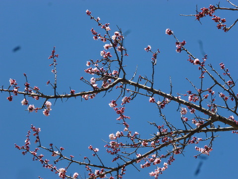 P1060383