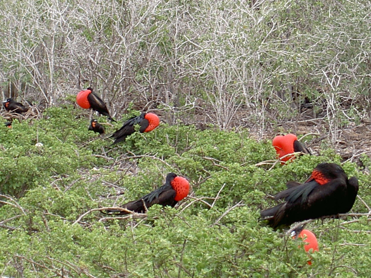 夢の島の住人達は進化をとげて ガラパゴス諸島 エクアドル ちょっと道草 世界遺産一人旅