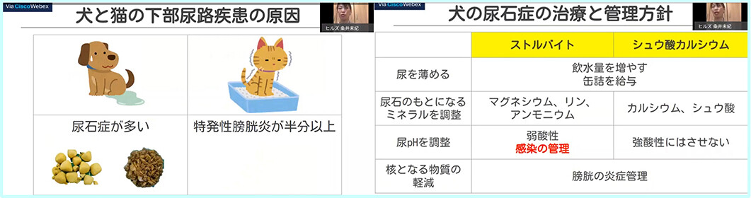 スタッフこらむ】Short Webinar 4 犬の尿石症 : 【スタッフこらむ 