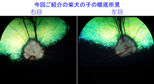 ���󤴾Ҳ�μƸ��λҤδ���긫