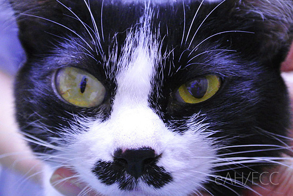 猫の瞳 ひとみ の大きさが違う ある日の東京ウエスト動物病院 Blog