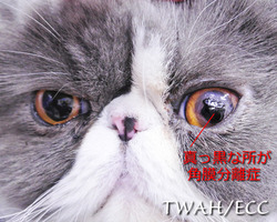 ���ܤγ���ʬΥ�ɡ���ǯ�ʾ�ηвᡡ���ù�����ʬ���ߥ�����������������