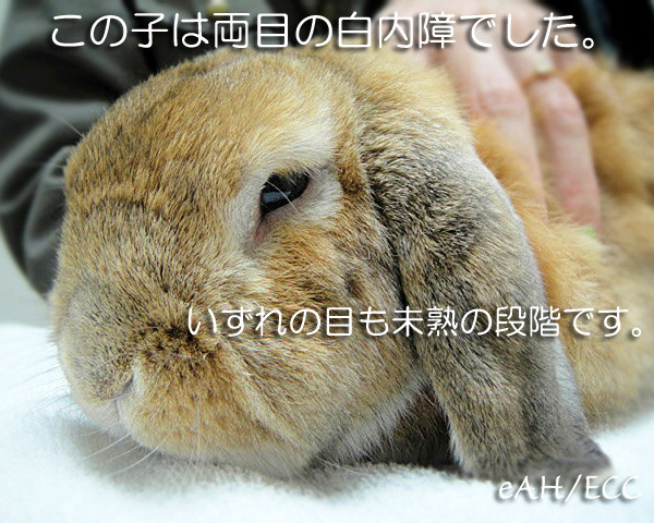 ウサギ ラビット にも白内障はありますよ ある日の東京ウエスト動物病院 Blog