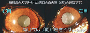 ��Ǣ�¤θ��Ǥߤ�줿���������