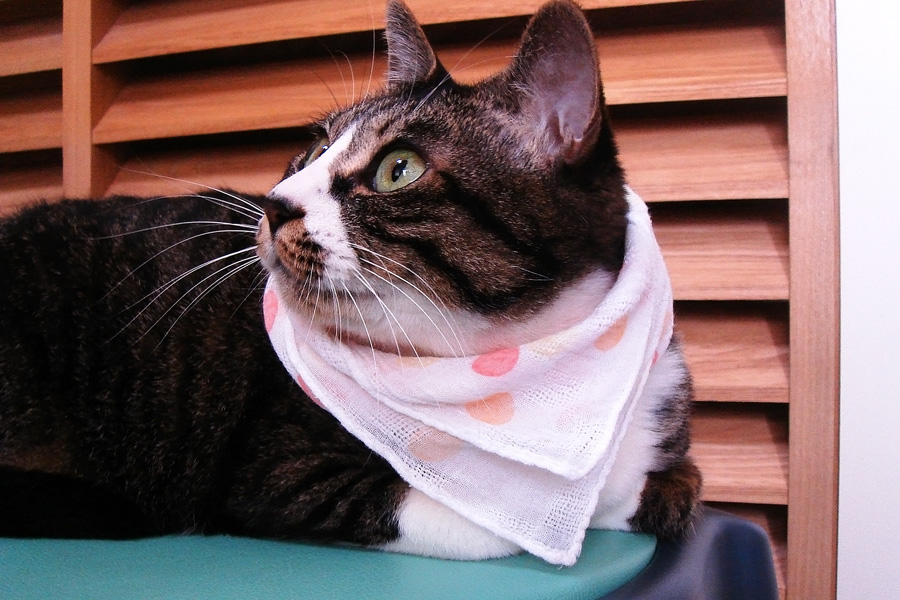 環境に優しい ポンペイ 予算 猫 首 傷 保護 Sankyo Gp Jp