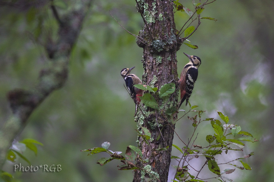 アカゲラ 赤啄木鳥 ある日の東京ウエスト動物病院 Blog