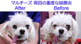 �ޥ������ ���λ� ξ�ܤν��ٷ���� After��Before