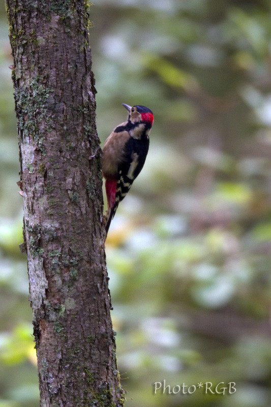 アカゲラ 赤啄木鳥 ある日の東京ウエスト動物病院 Blog