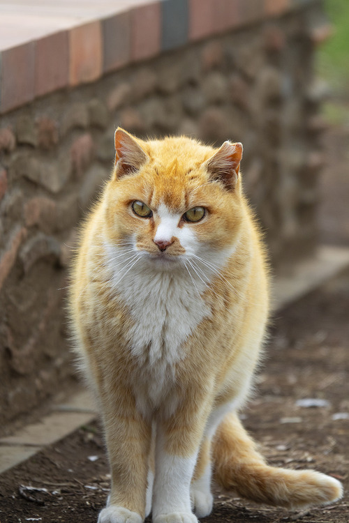 地域猫 Regional Cat Street cat rx10m3