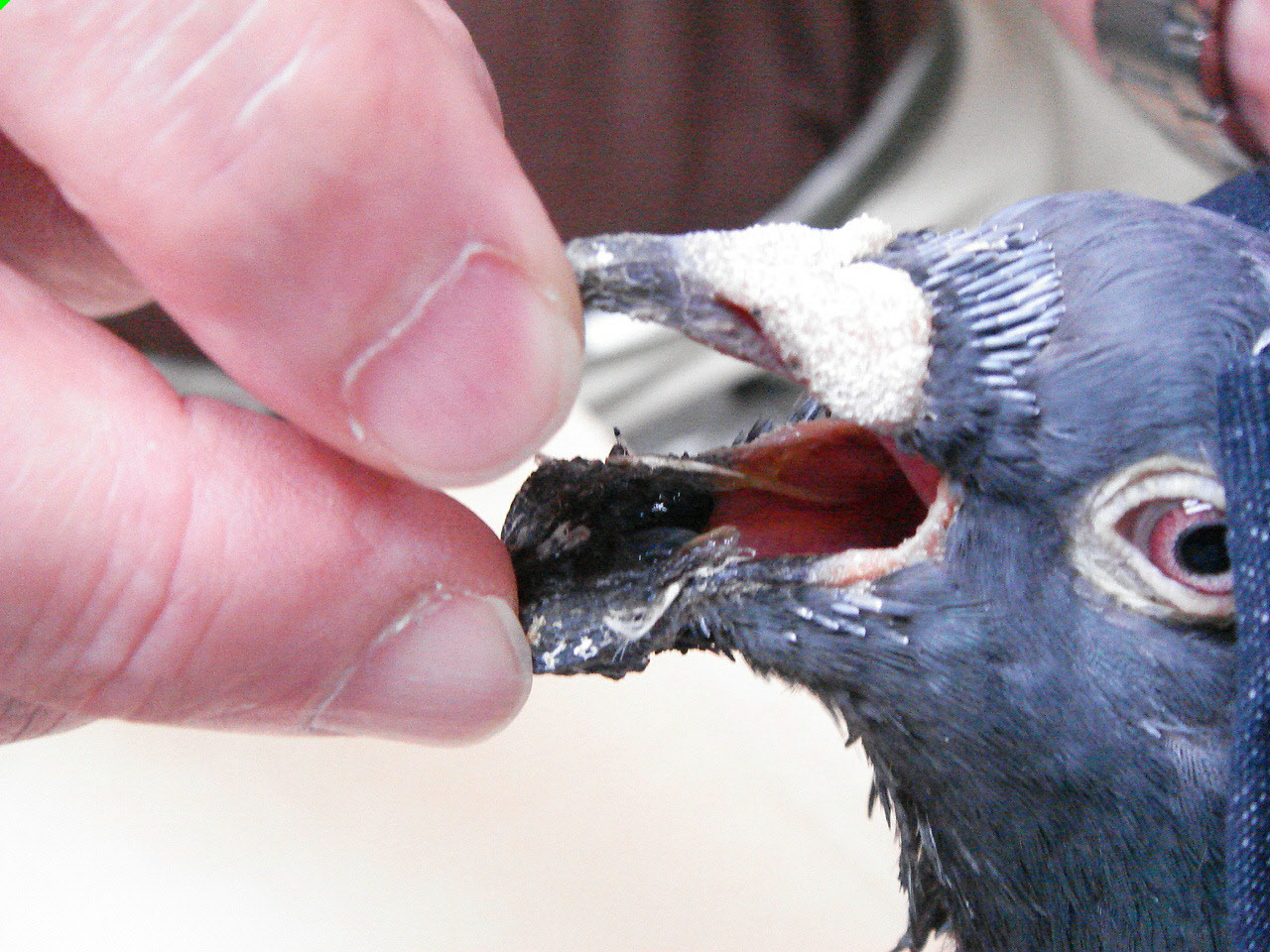 はとの診療 アーノルドという名の鳩 ある日の東京ウエスト動物病院 Blog