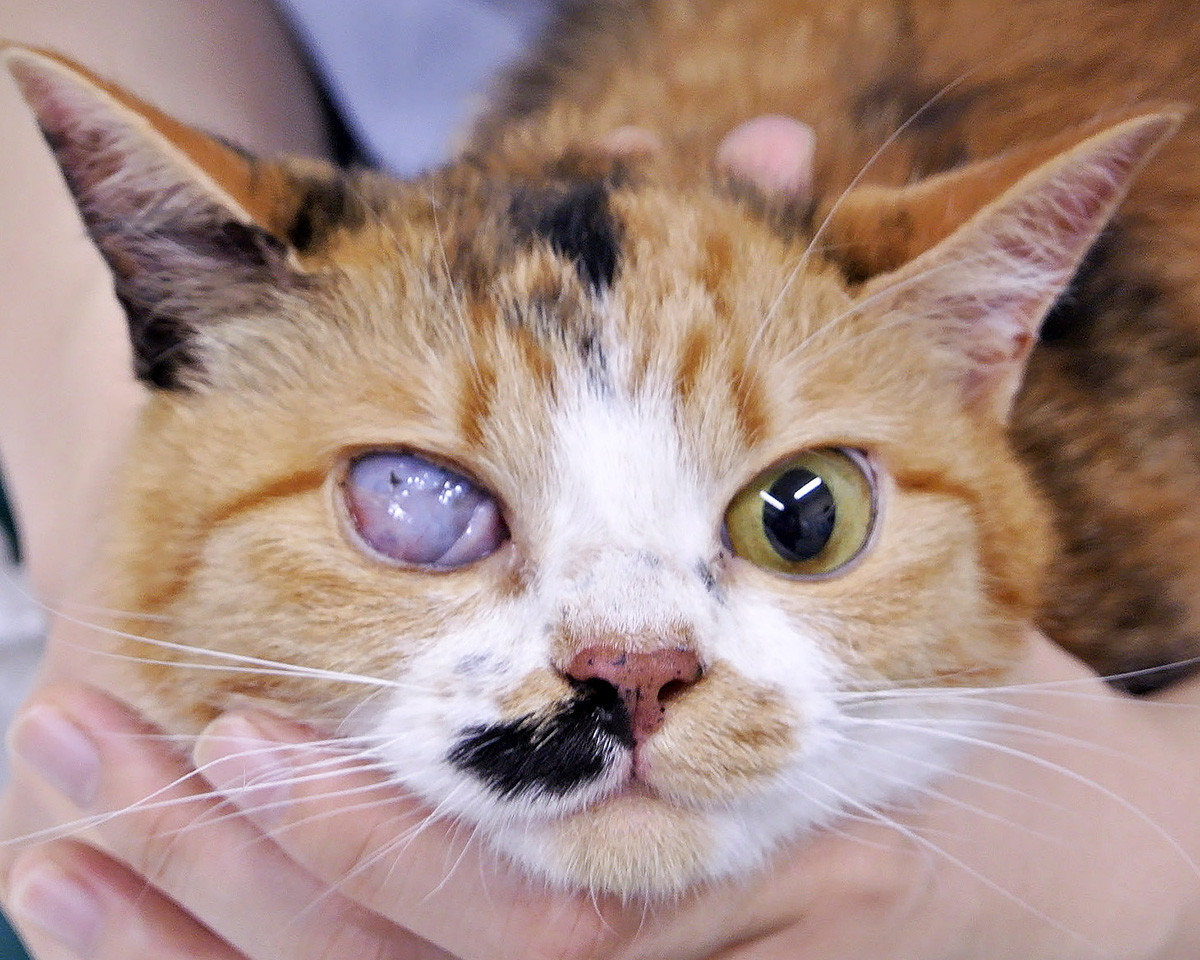 子猫の目の病気 ある日の東京ウエスト動物病院 Blog