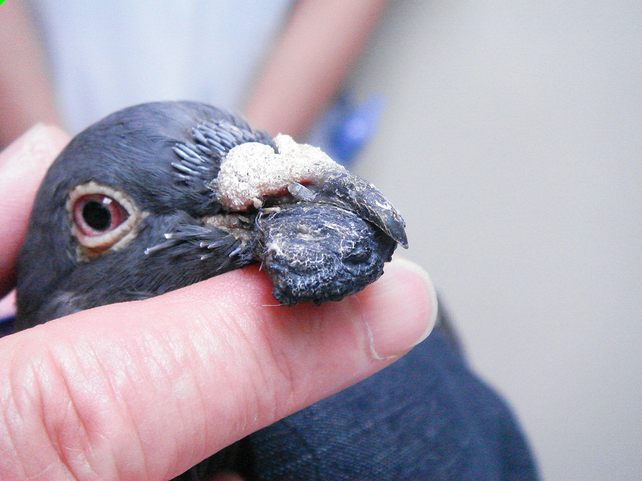 はとの診療 アーノルドという名の鳩 ある日の東京ウエスト動物病院 Blog