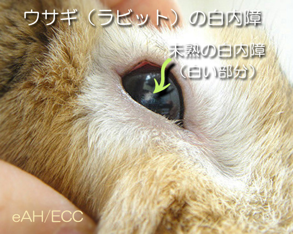 ウサギ ラビット にも白内障はありますよ ある日の東京ウエスト動物病院 Blog