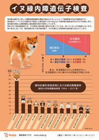 柴犬の緑内障罹患率は高い。