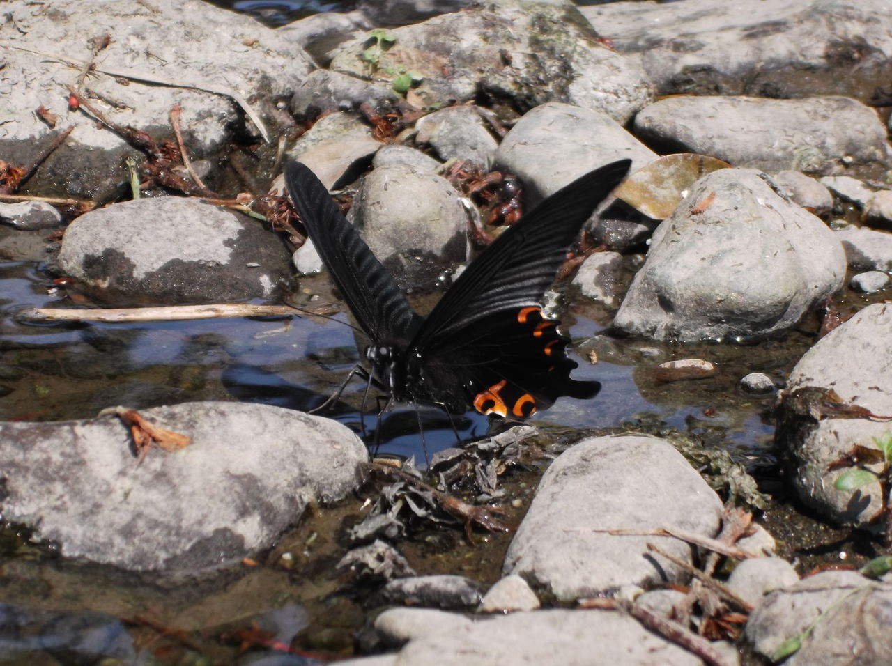 黒いアゲハ蝶 クッシーの日記